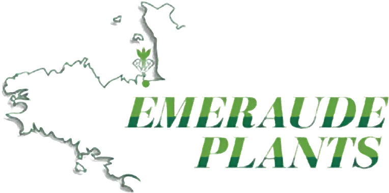 emeraude plants